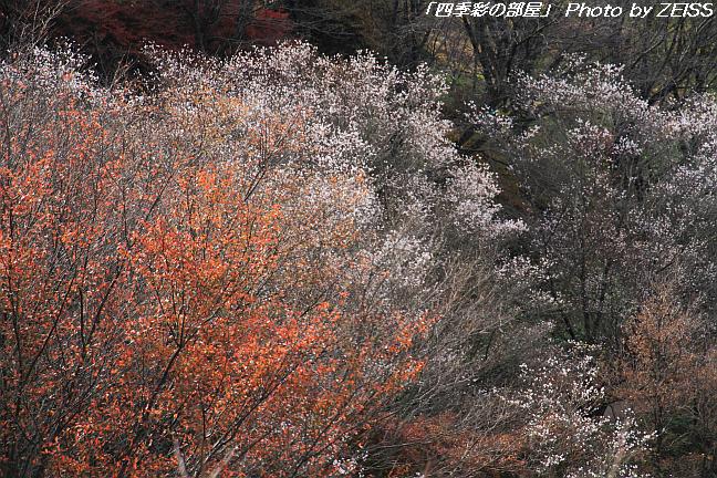 上州鬼石の冬桜と･･･③_a0195032_238340.jpg