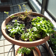 植え替え_d0048332_13291535.gif