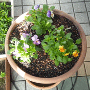 植え替え_d0048332_1347071.gif