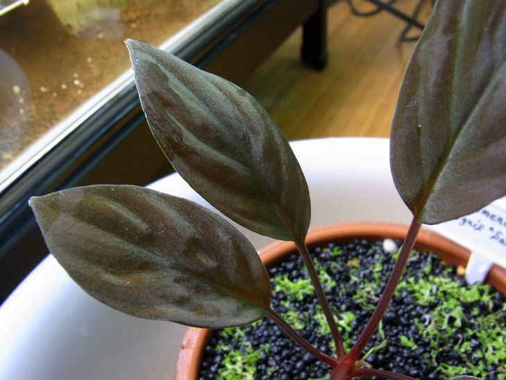 Homalomena sp.aff.insignis “Sarawak” : It's a small aqua world!