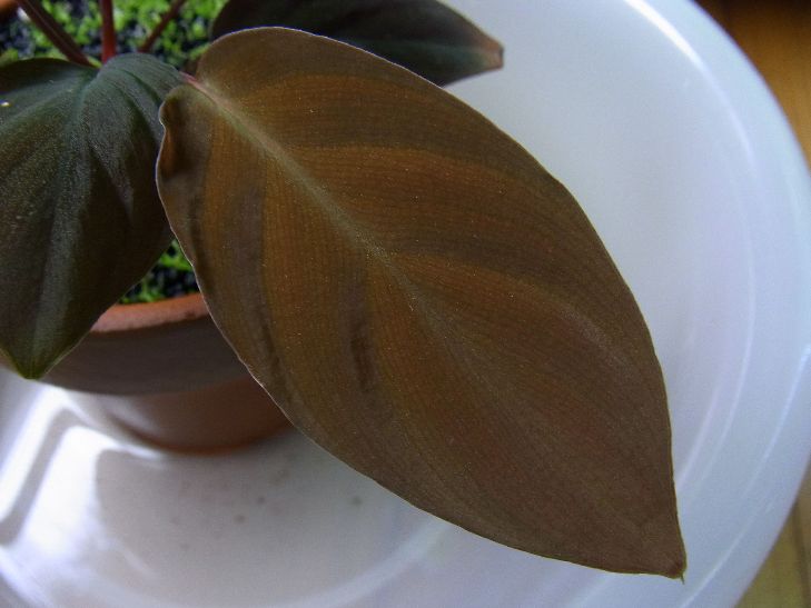 Homalomena sp.aff.insignis “Sarawak” : It's a small aqua world! Homalomena sp.aff.insignis “Sarawak” : It's a small aqua world!