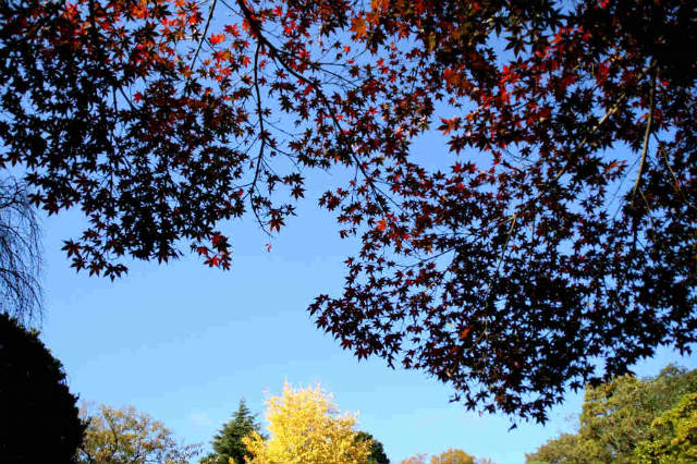 深大寺の蕎麦と紅葉と_e0057760_17515838.jpg