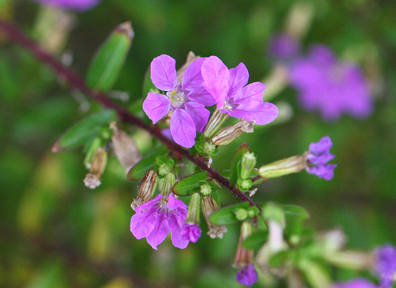 メキシコハナヤナギ Cuphea hyssopifolia_f0165160_16533629.jpg