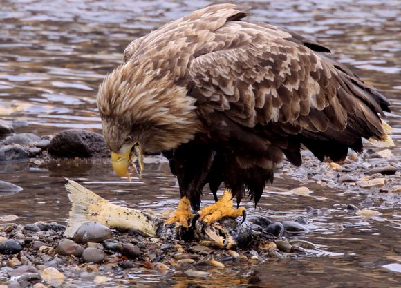 鷲の季節 アイヌモシリの野生たち 獣と野鳥の写真図鑑