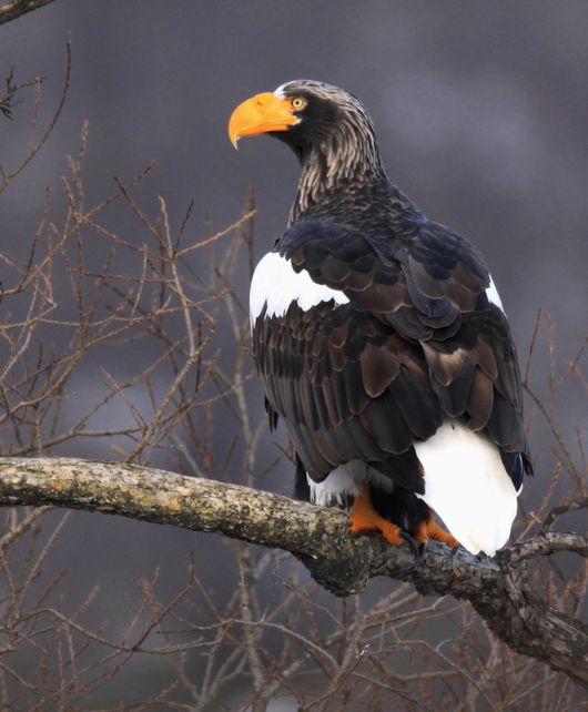 鷲の季節 アイヌモシリの野生たち 獣と野鳥の写真図鑑