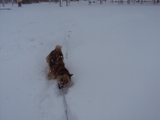 根雪になるかもなー_a0147373_8251717.jpg