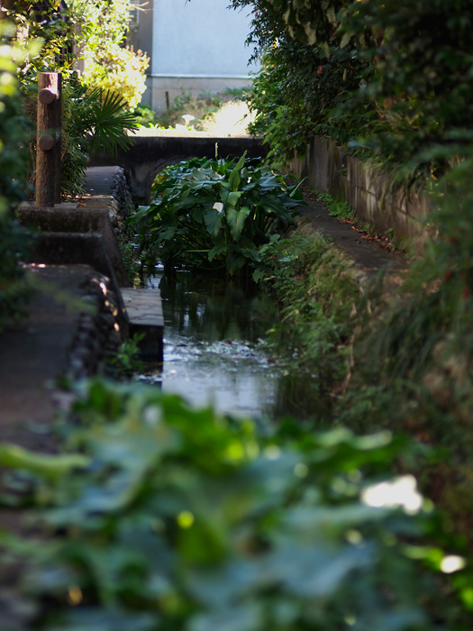 殿ヶ谷戸公園~お鷹の道~その2_a0161380_14533832.jpg
