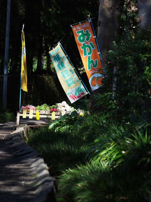 殿ヶ谷戸公園~お鷹の道~その2_a0161380_14543086.jpg