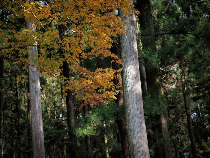 月例東京散策*11月~奥多摩へ1~_a0161380_16135019.jpg