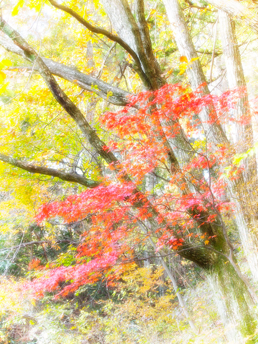 月例東京散策*11月~奥多摩へ3~_a0161380_203957.jpg