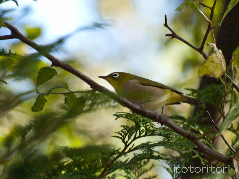 小宮公園　メジロ　　2011/11/21_d0146592_2111829.jpg