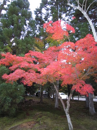 紅葉お散歩 in 嵐山♪_e0126594_90470.jpg