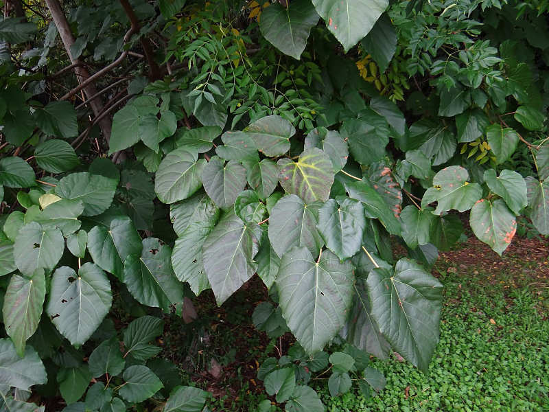 f0204094_2049520.jpg