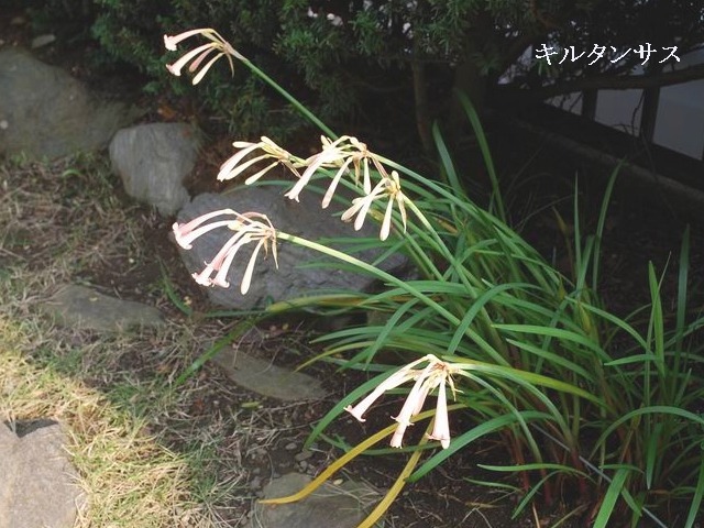 今年も咲きだした花・・・_e0025300_18345542.jpg