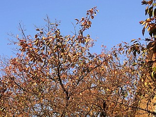 2011年11月22日（火） ； 晴れ_d0051601_0364482.jpg