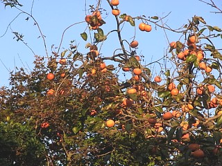 2011年11月22日（火） ； 晴れ_d0051601_037892.jpg