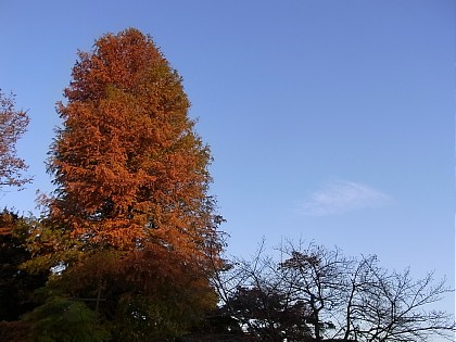 2011年11月22日（火） ； 晴れ_d0051601_0534381.jpg