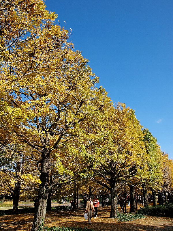 昭和記念公園　カナールイチョウ並木_b0231705_2019969.jpg