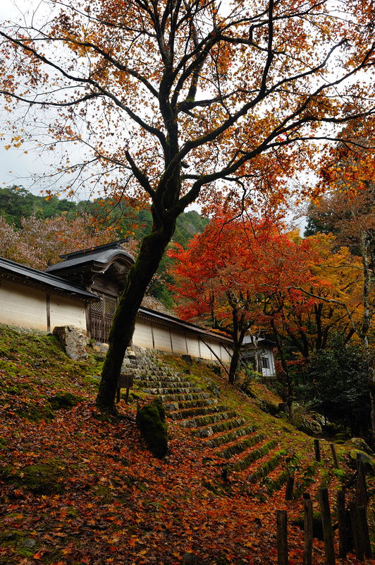 2011京都の紅葉・常照皇寺_f0032011_18484076.jpg