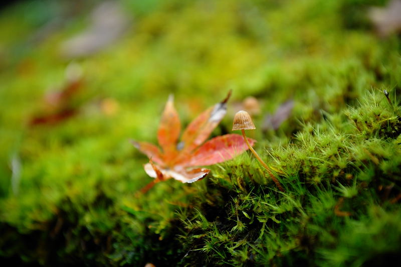 2011京都の紅葉・常照皇寺_f0032011_18503630.jpg