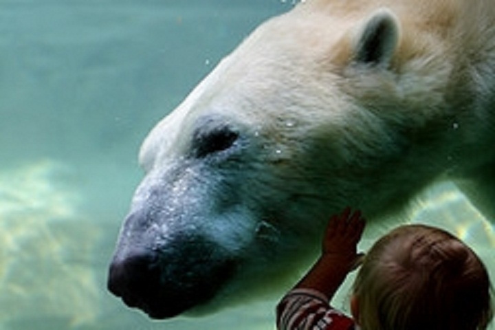 アメリカ・デンバー動物園のクランベアリーにパートナー決まる ~ デトロイト動物園のリーがデンバーへ_a0151913_130169.jpg