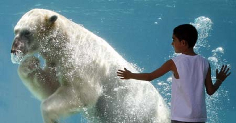 アメリカ・デンバー動物園のクランベアリーにパートナー決まる ~ デトロイト動物園のリーがデンバーへ_a0151913_1361416.jpg