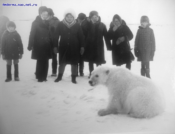 ロシア・ペルミ動物園のアンデルマ、その日常の姿(4) ~ 遠征での映像より _a0151913_1514698.jpg