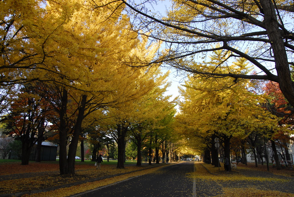 2011年11月　晩秋の北大キャンパス_c0219616_19321765.jpg