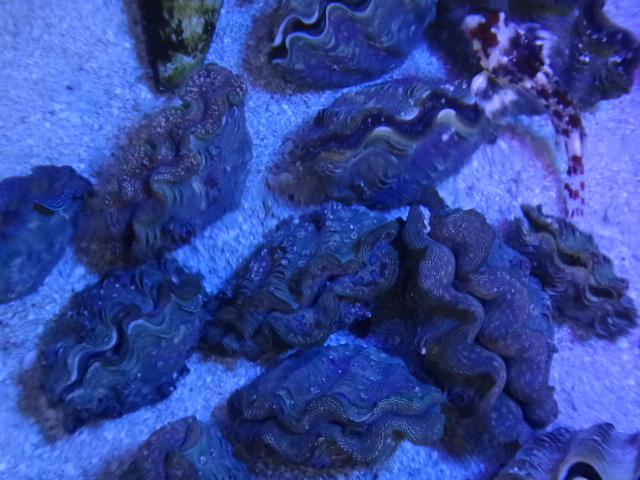 海水魚・サンゴ・水草・淡水魚_f0189122_13262.jpg