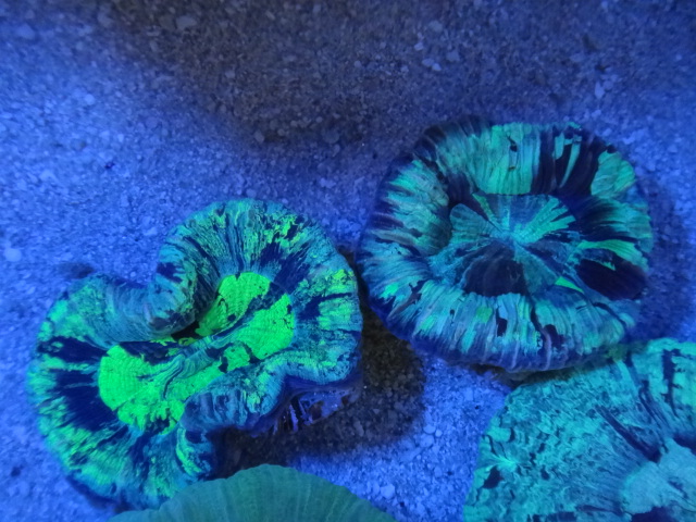 海水魚・サンゴ・水草・淡水魚_f0189122_1342340.jpg