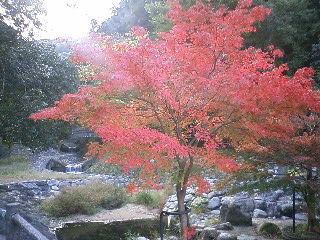 昼から雨らしいので朝から交野山_d0163834_1114011.jpg