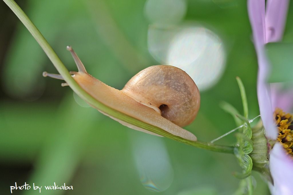 暖かい日の小さな生き物たち_e0052135_2203478.jpg