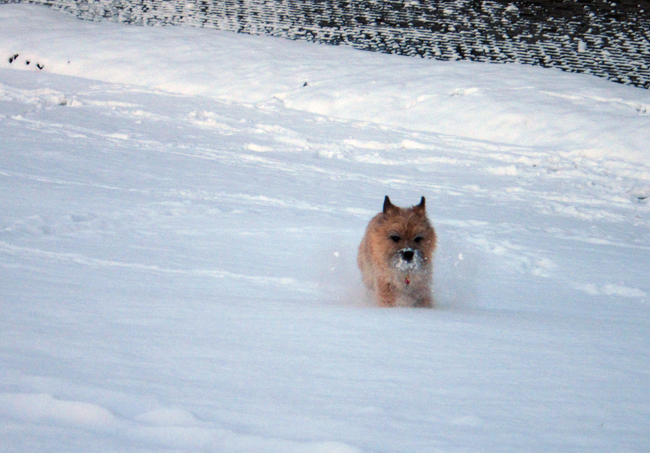 スナピーのひとりごと　” 久しぶりの雪遊びは楽しいよ〜！  ”_c0147548_1547432.jpg