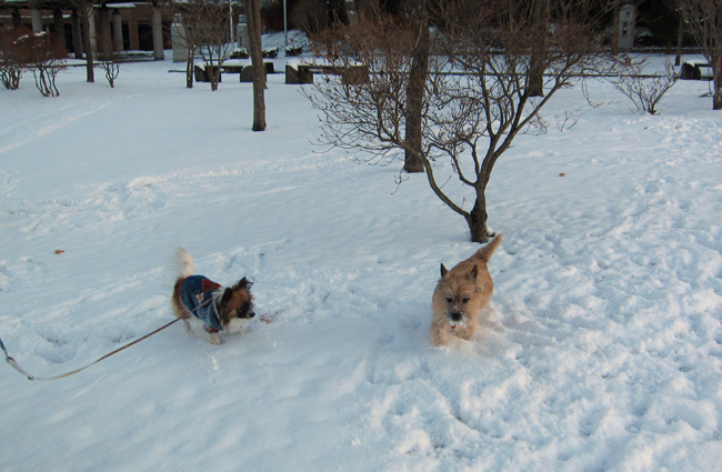 スナピーのひとりごと　” 久しぶりの雪遊びは楽しいよ〜！  ”_c0147548_15503344.jpg