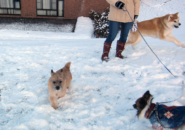 スナピーのひとりごと　” 久しぶりの雪遊びは楽しいよ〜！  ”_c0147548_1556944.jpg