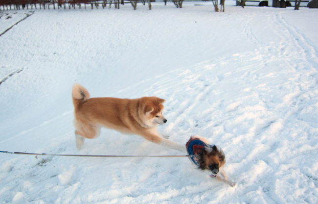 スナピーのひとりごと　” 久しぶりの雪遊びは楽しいよ〜！  ”_c0147548_15595280.jpg