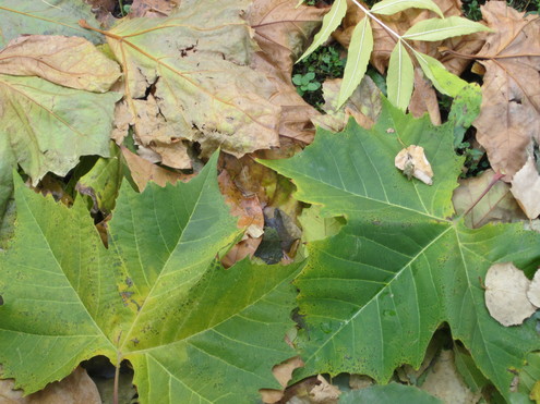 a0162251_1173030.jpg