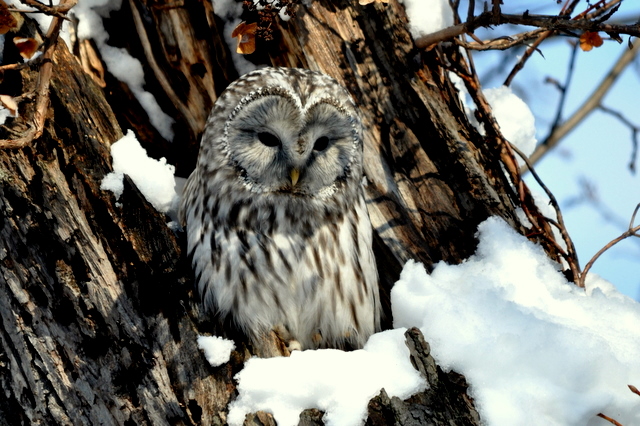 野鳥以外の世界はなんて自由なんだ。_b0165760_20325861.jpg