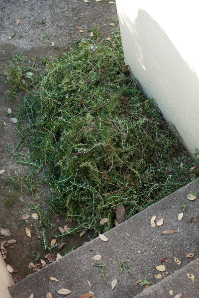 2011/11/23 ローズマリー_b0171364_1447375.jpg