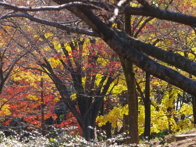 近くの紅葉　　公園のイチョウ並木　 チョウ_a0085679_9534868.jpg