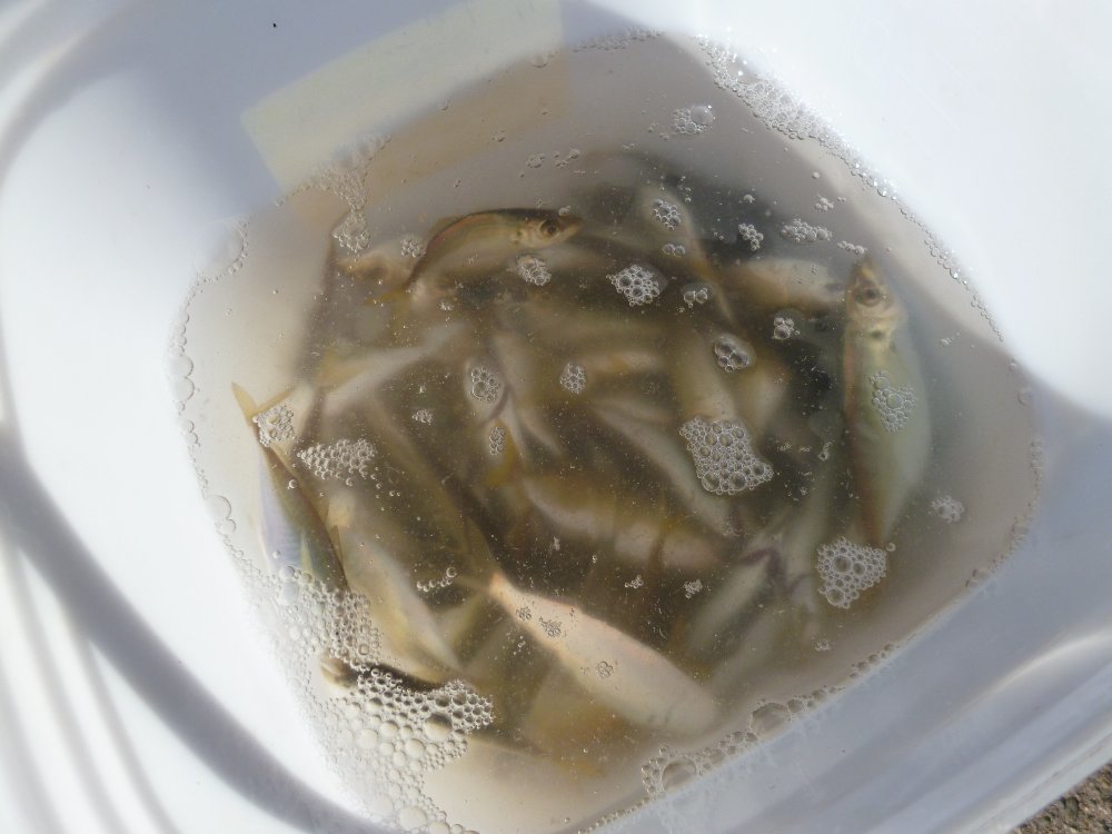釣り情報!_e0065084_17332236.jpg