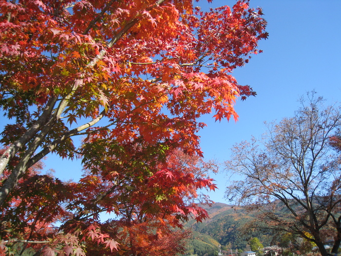 紅葉_f0052684_22283315.jpg