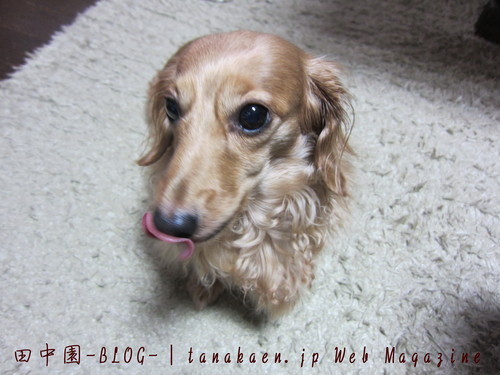 キリン ガラナ （ 北海道限定 ）_b0200291_19453594.jpg