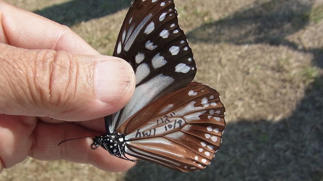 a0152692_1654420.jpg