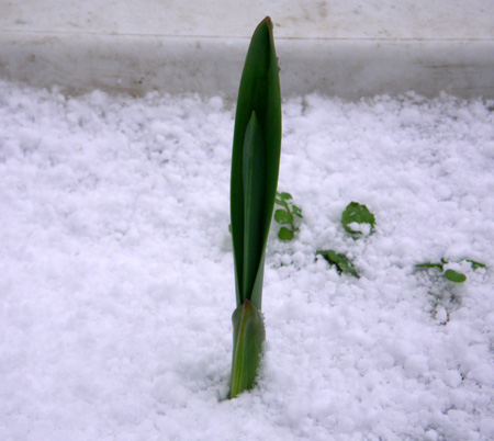 庭の初雪と、多肉植物、ビオラの苗など_a0136293_183732.jpg