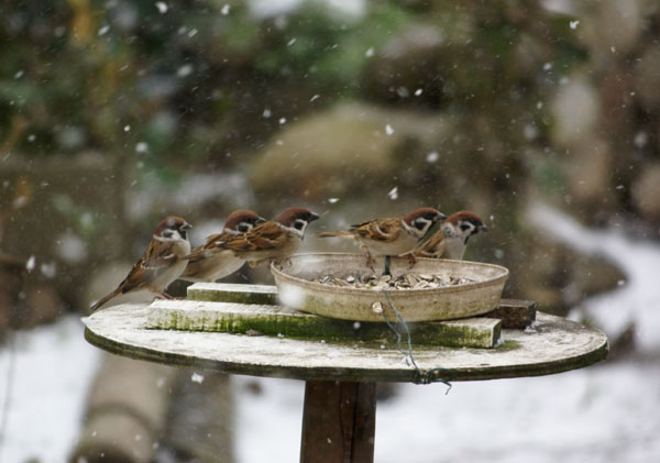 庭の初雪と、多肉植物、ビオラの苗など_a0136293_18512959.jpg