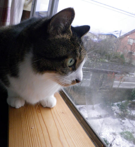 庭の初雪と、多肉植物、ビオラの苗など_a0136293_1858439.jpg