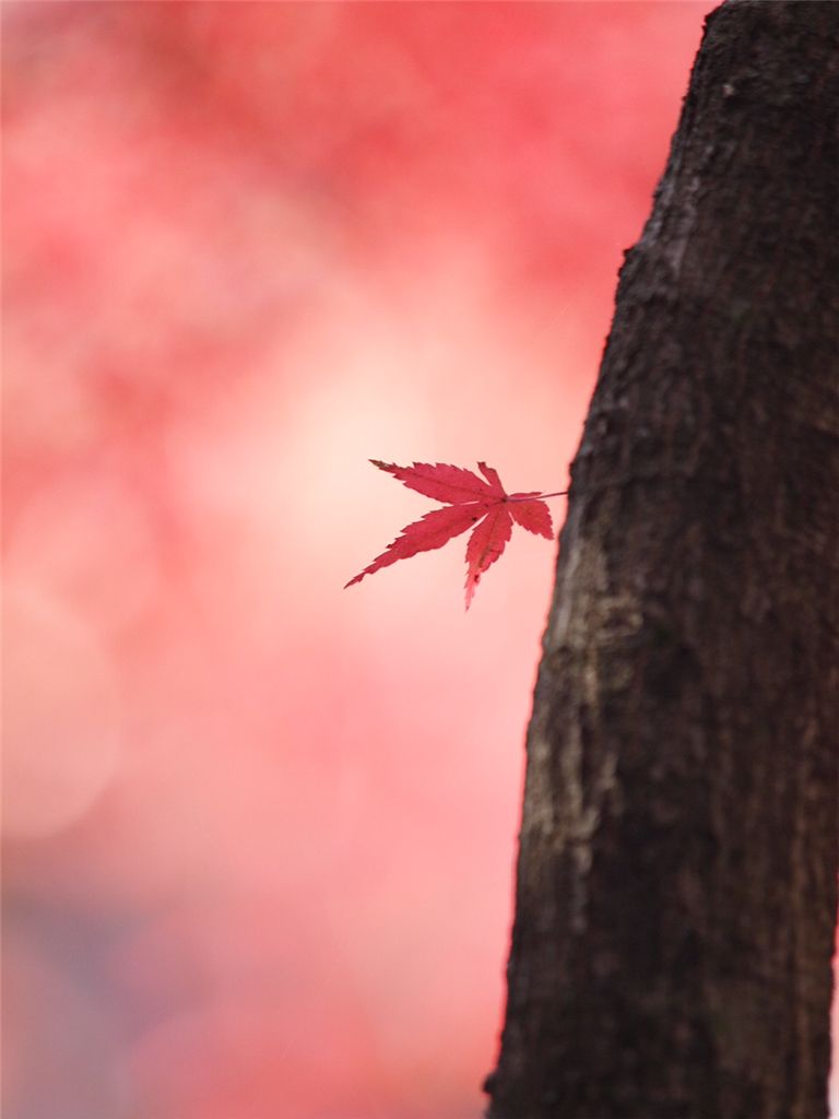 2011平林寺紅葉　撮影会_f0224100_6193835.jpg