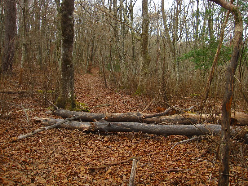 三嶺　新登山道コース　　 2011年10月の遭難コース_b0124306_222519100.jpg