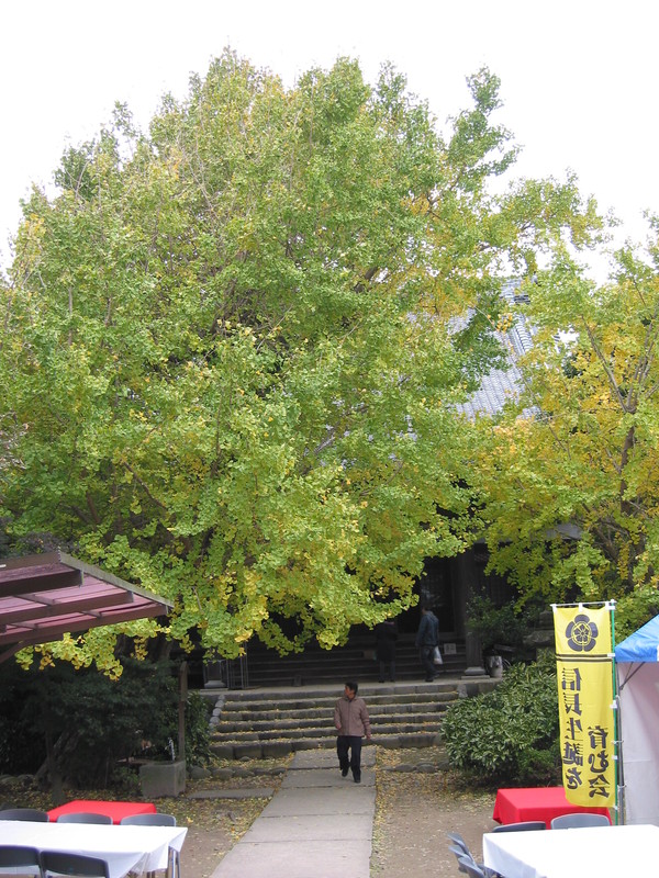 「黄葉まつり 111123」_a0120513_20103432.jpg